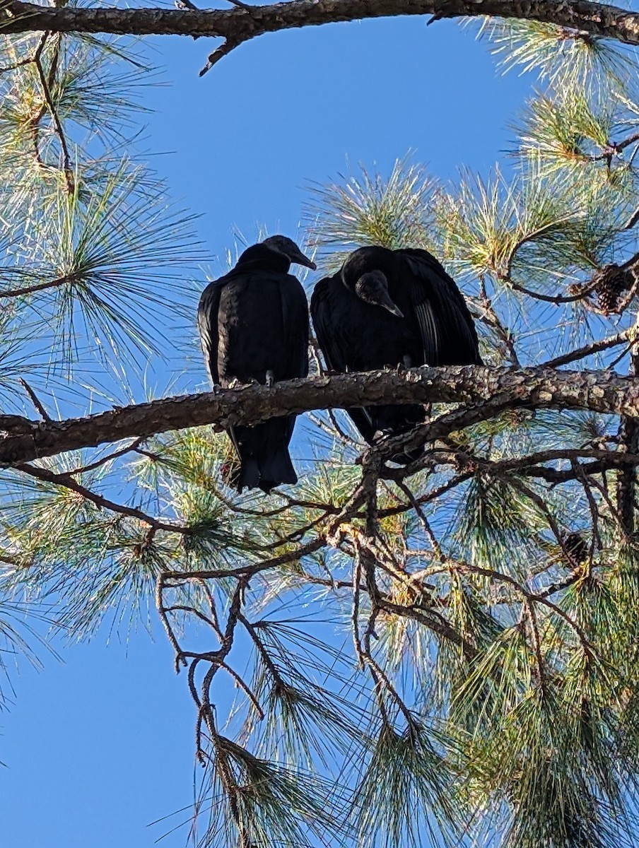 Black Vulture - ML627480691