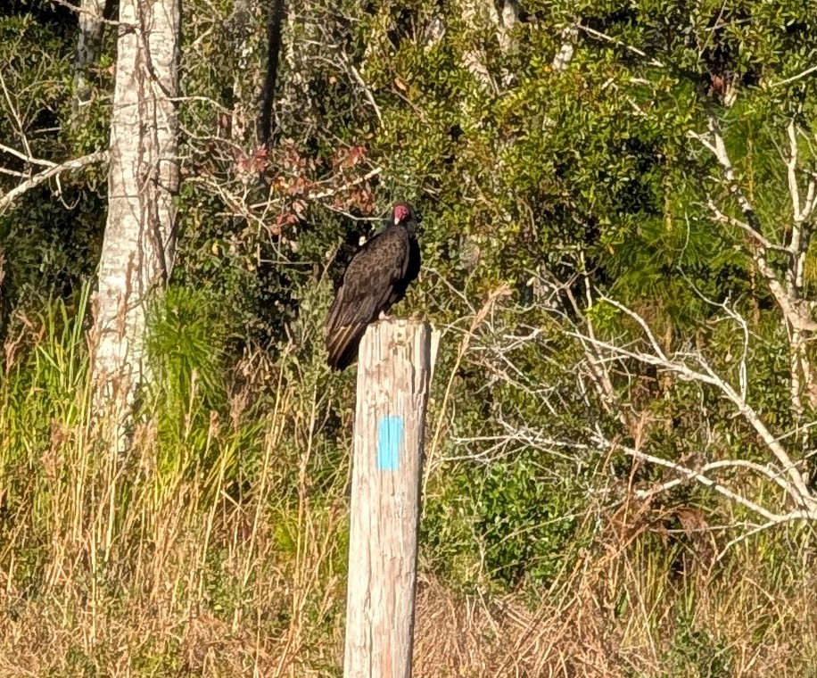 Turkey Vulture - ML627480698