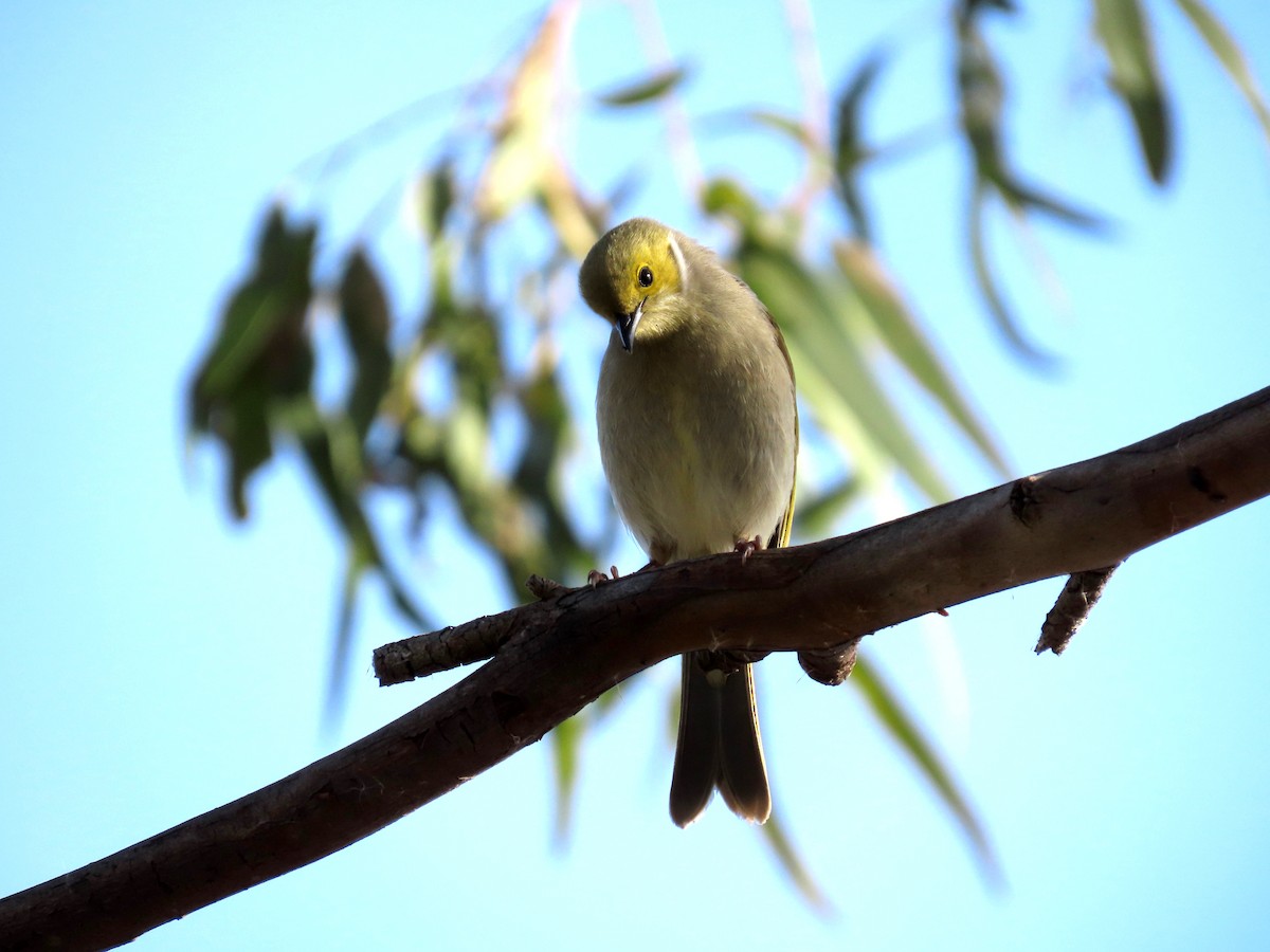 White-plumed Honeyeater - ML627480700