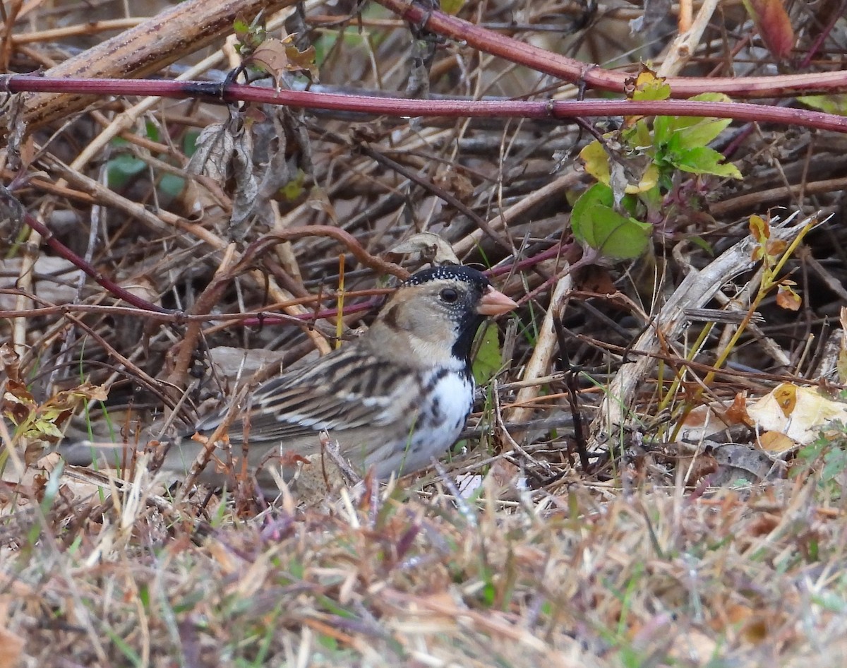 Harris's Sparrow - ML627480720