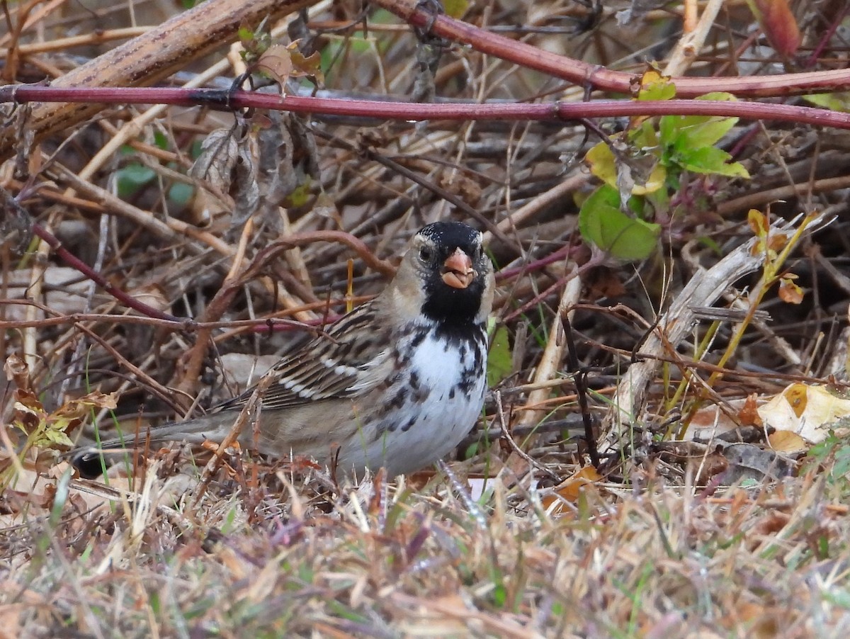 Harris's Sparrow - ML627480726