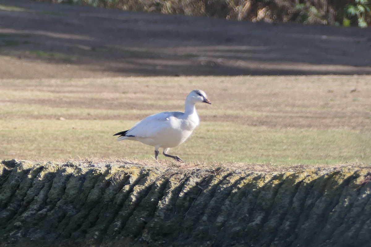 Ross's Goose - ML627480769