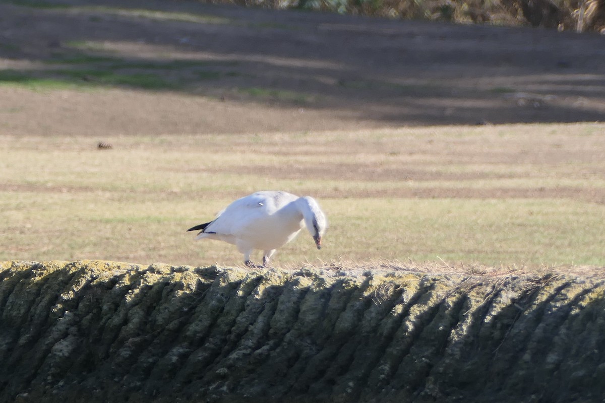 Ross's Goose - ML627480792