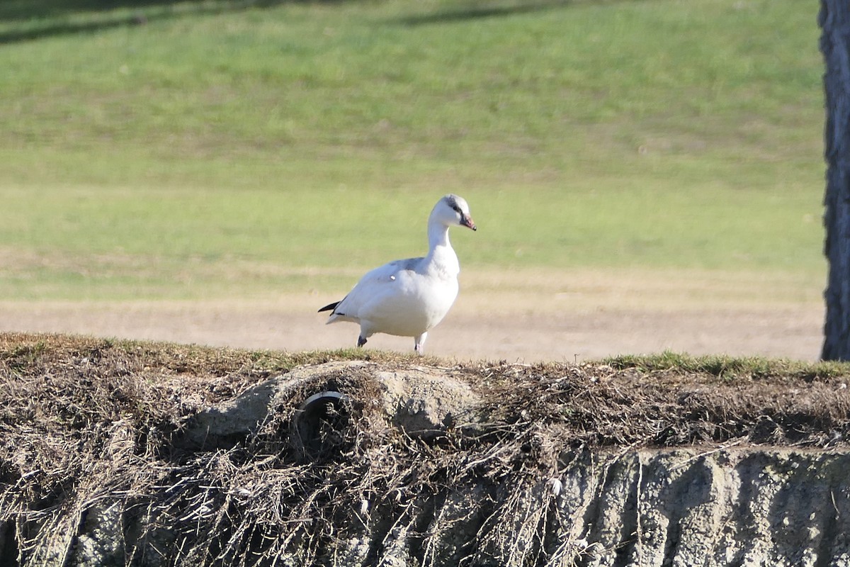 Ross's Goose - ML627480821