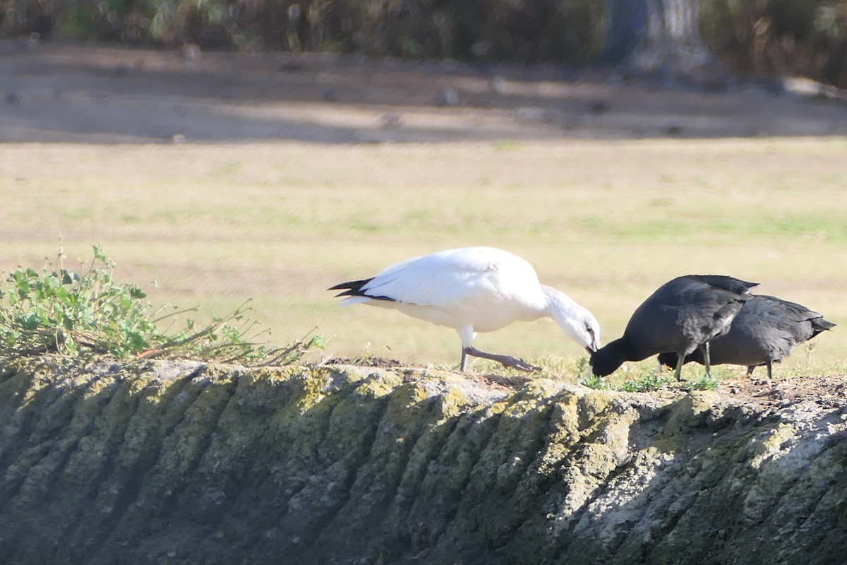 Ross's Goose - ML627480855