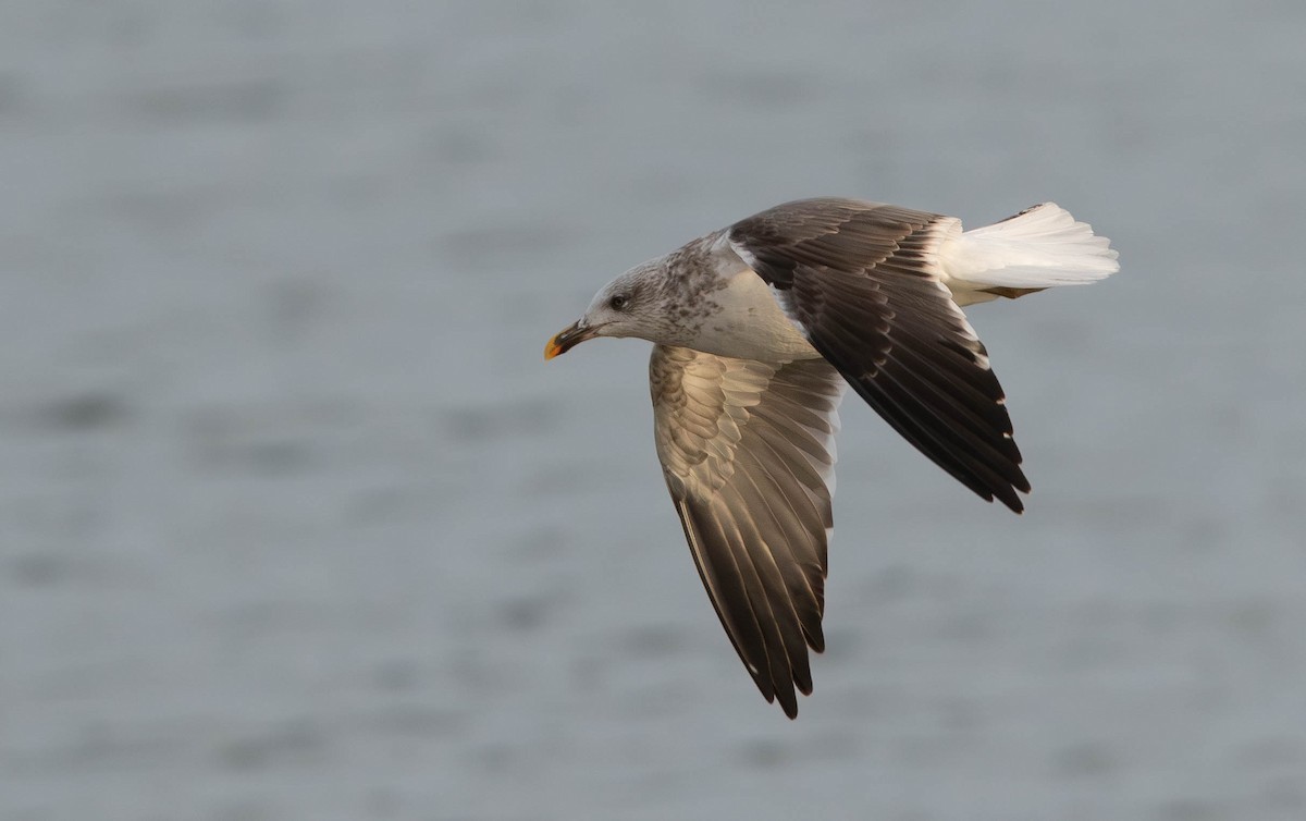 Lesser Black-backed Gull - ML627480906