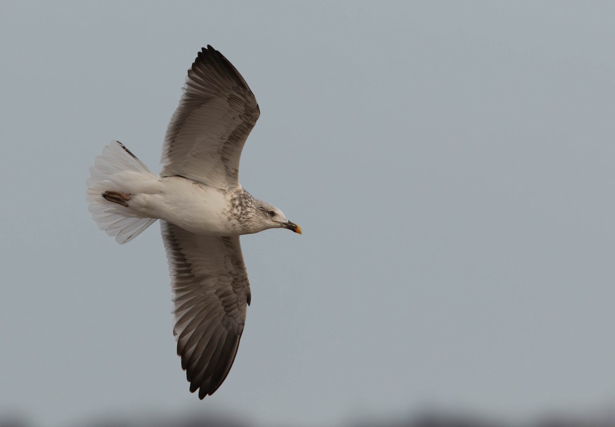 Lesser Black-backed Gull - ML627480907