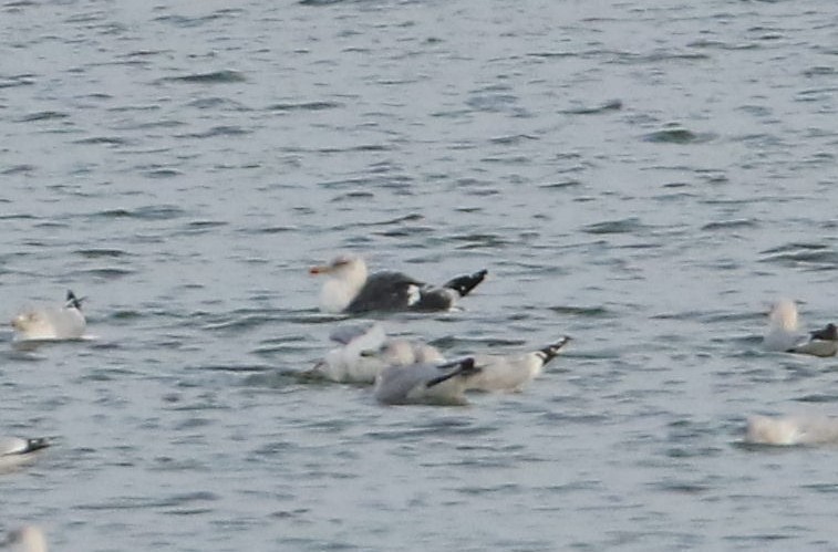 Lesser Black-backed Gull - ML627480913