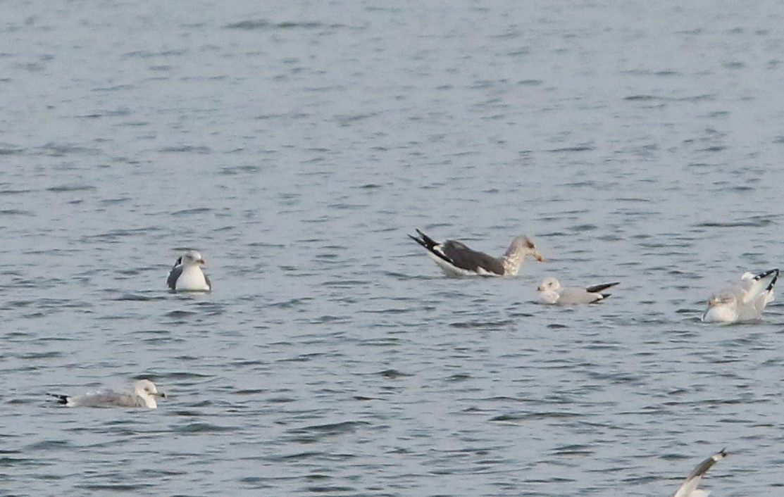 Lesser Black-backed Gull - ML627480914