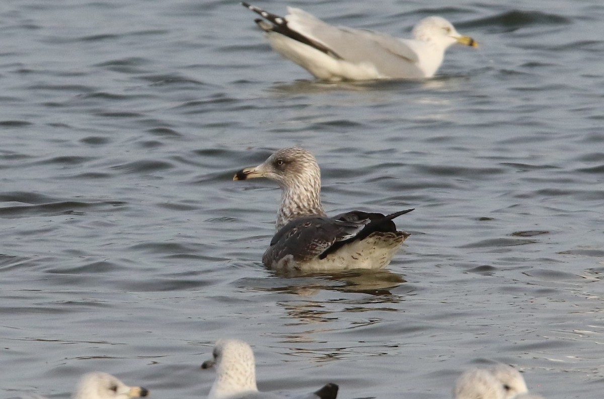 Lesser Black-backed Gull - ML627480915