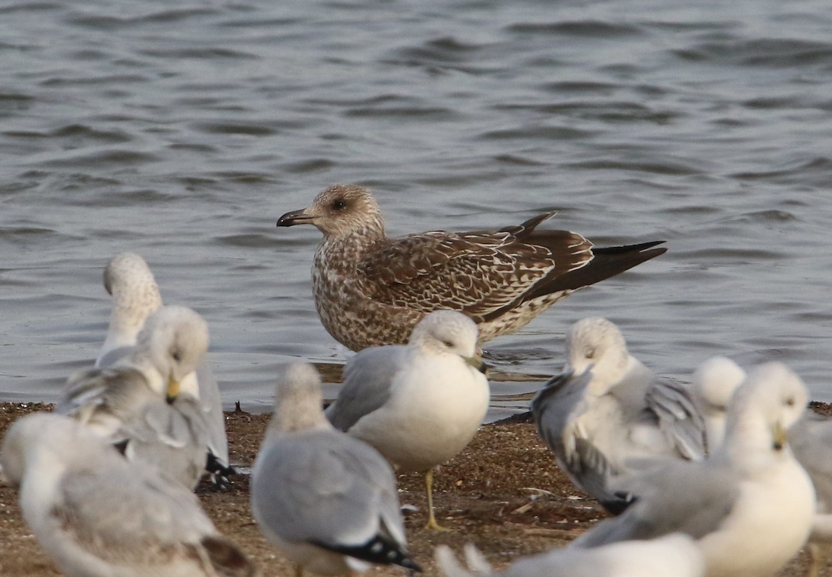 Lesser Black-backed Gull - ML627480916