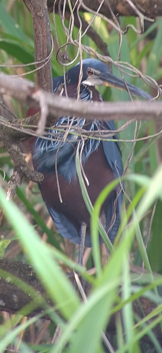 Agami Heron - ML627480960