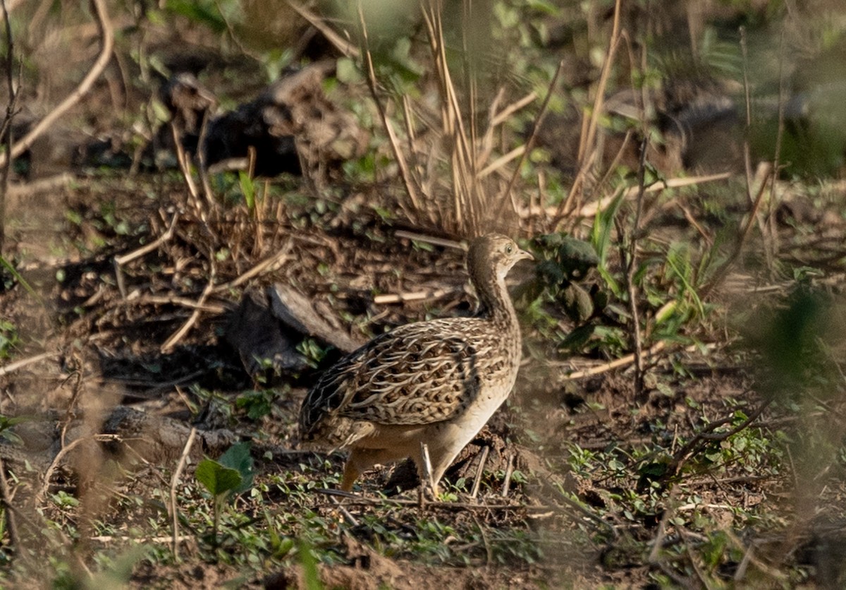 White-bellied Nothura - ML627480962