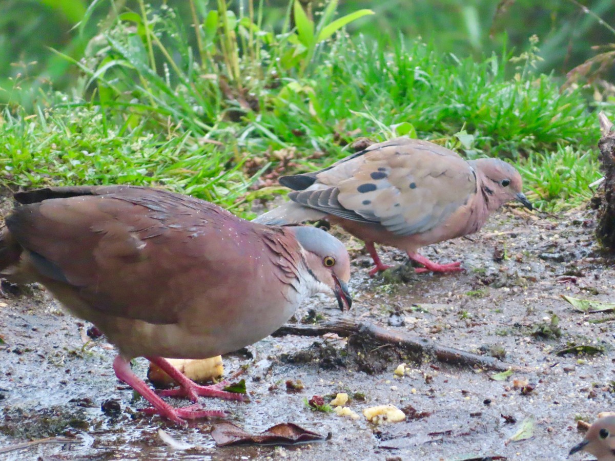 White-throated Quail-Dove - ML627481077