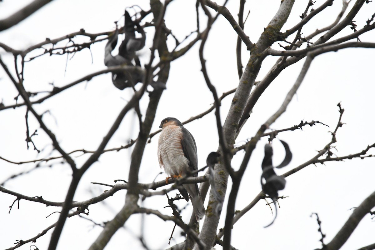 Морин харцага - ML627481087