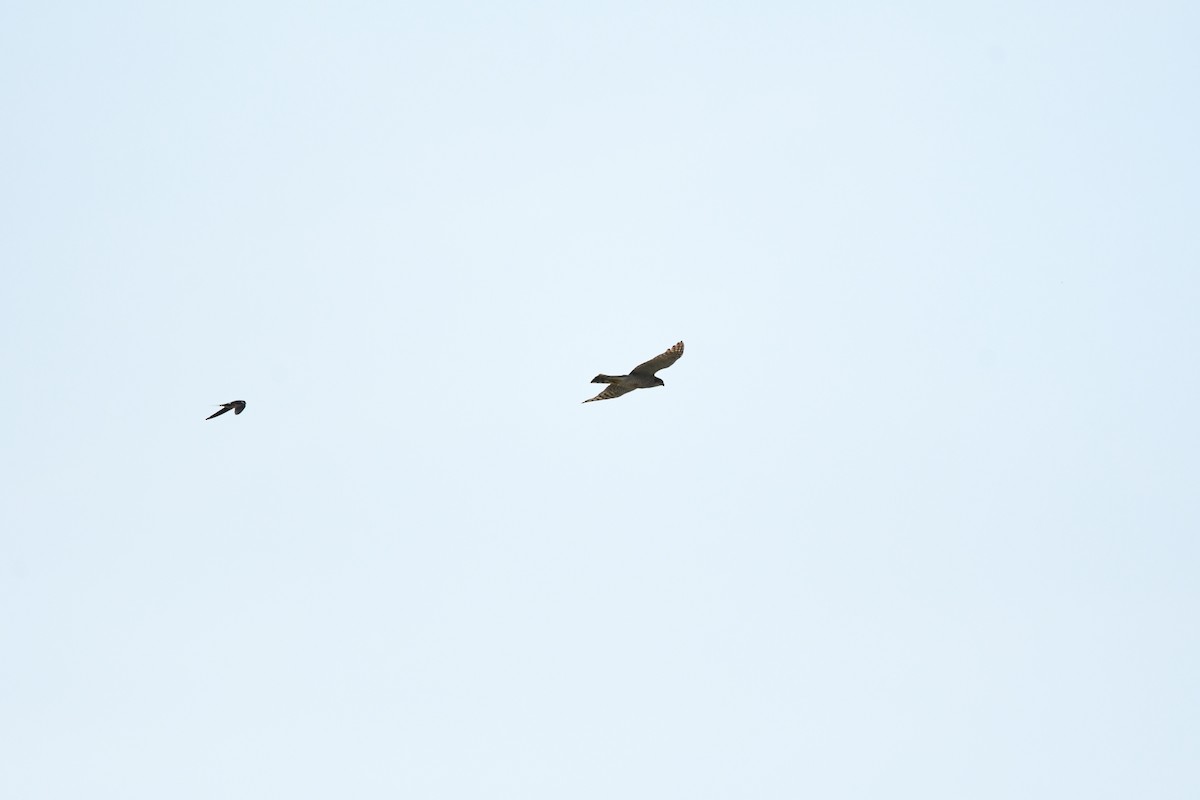 Морин харцага - ML627481161