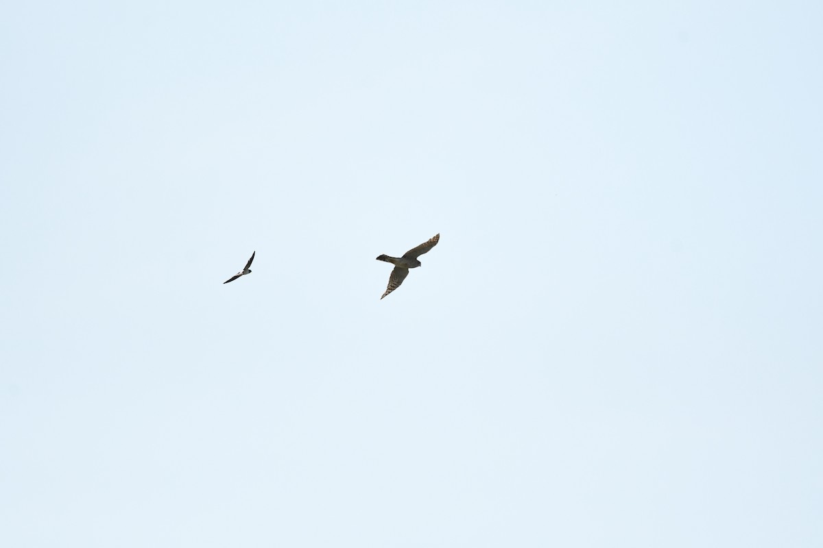 Морин харцага - ML627481162