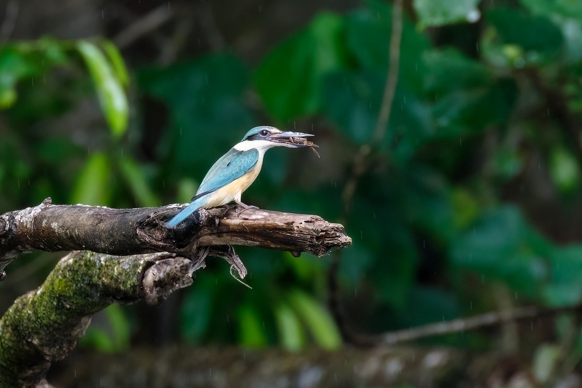 Sacred Kingfisher (Australasian) - ML627481196