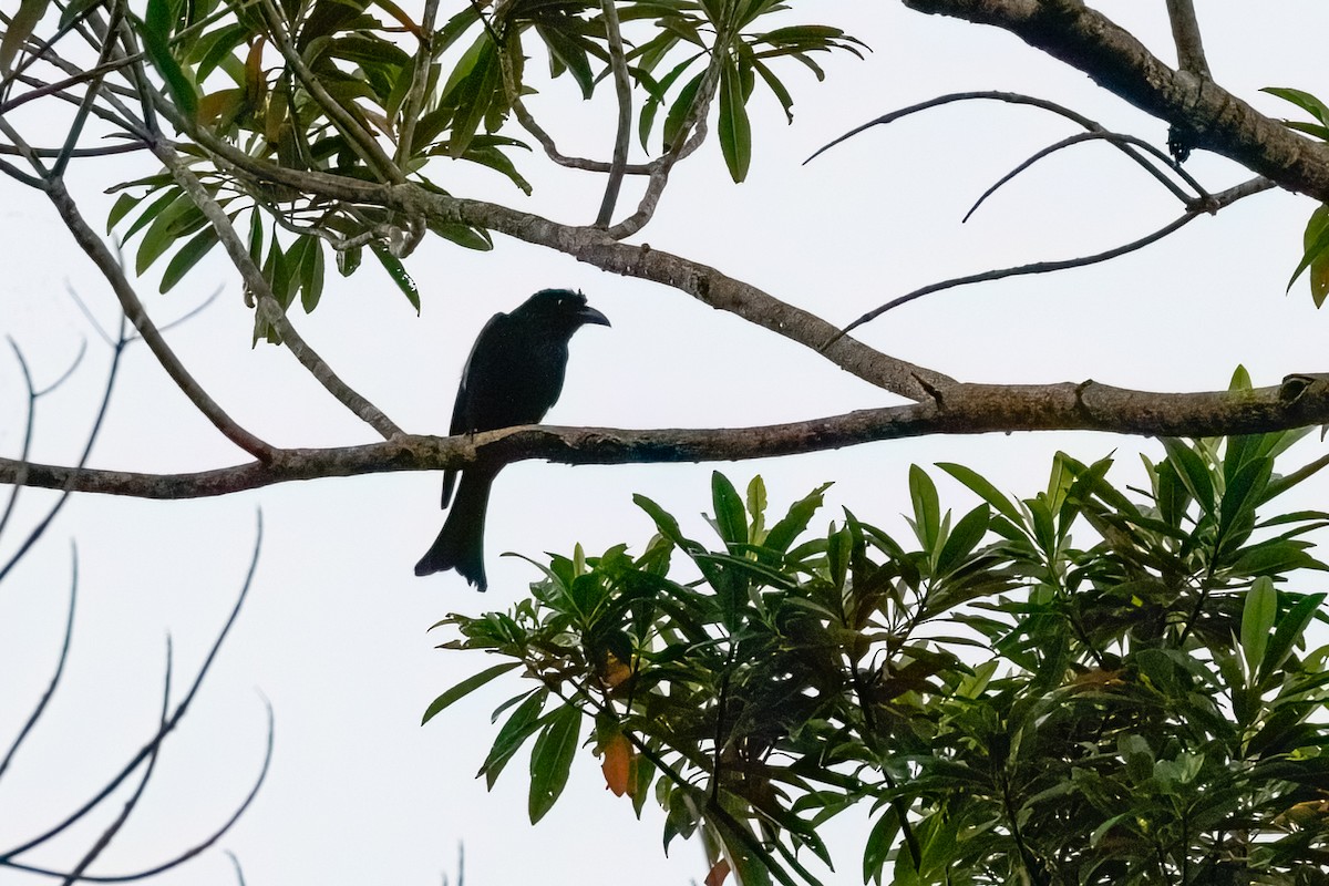 Spangled Drongo - ML627481208