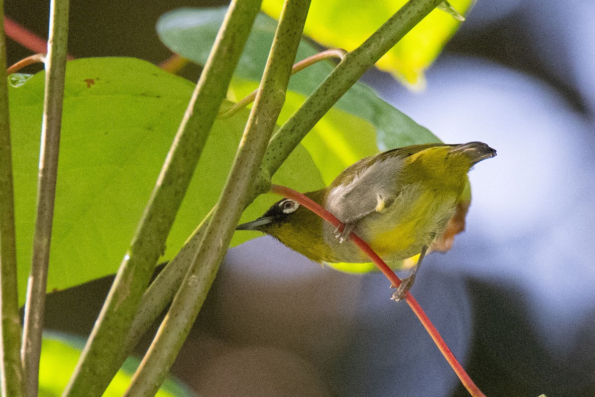 Black-capped White-eye - ML627481230