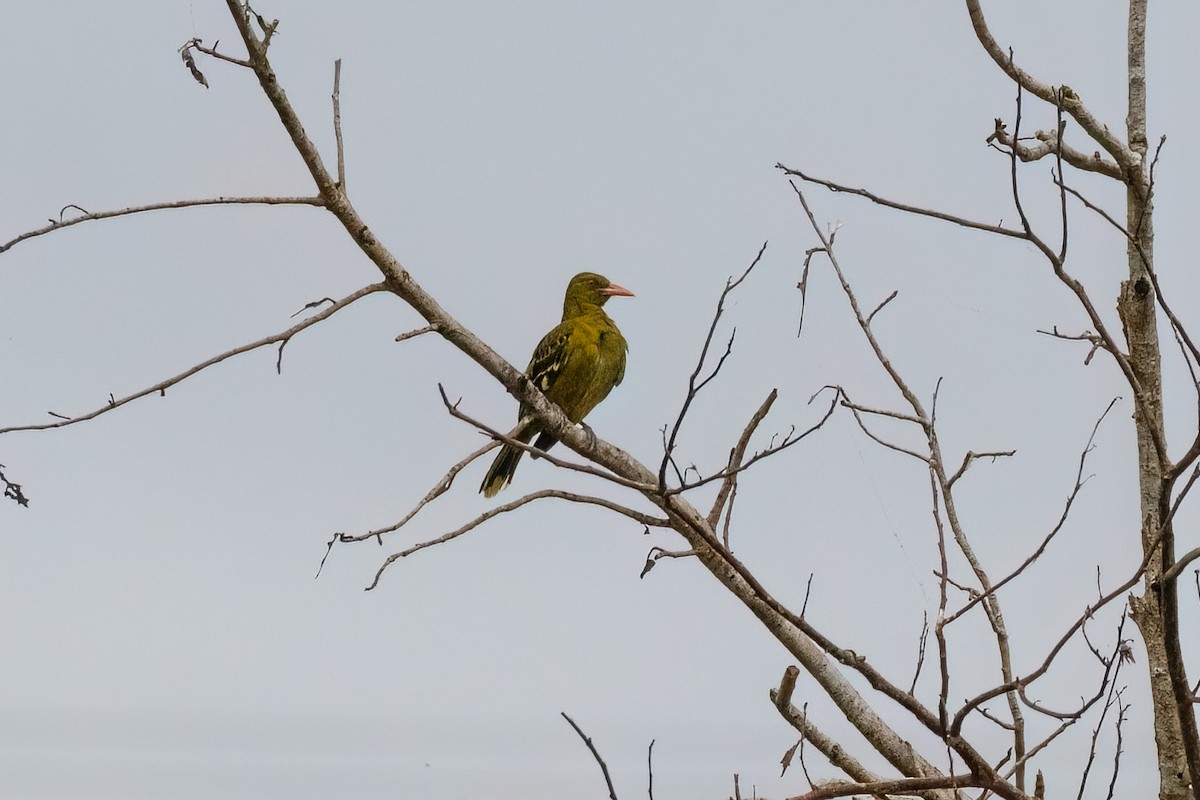 Green Oriole - ML627481244