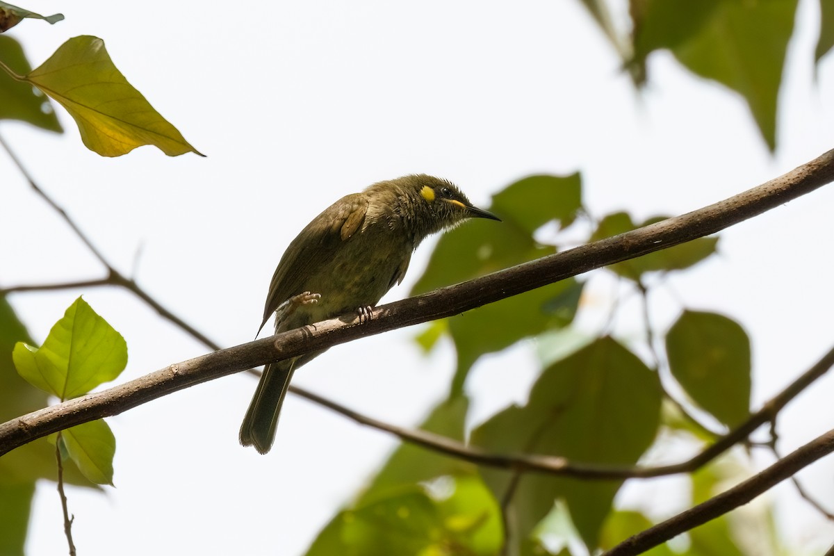 Yellow-spotted Honeyeater - ML627481248