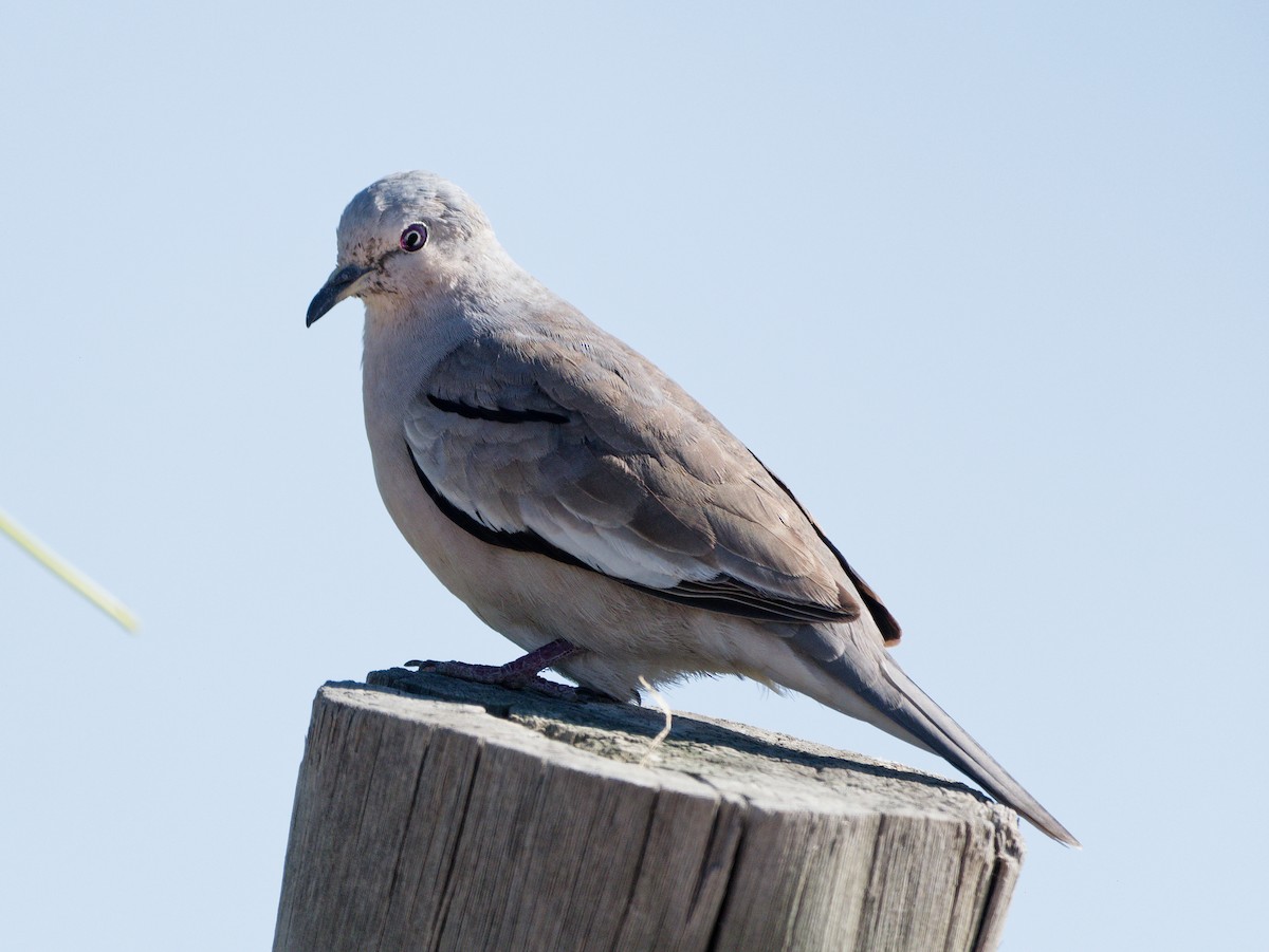 Picui Ground Dove - ML627481280