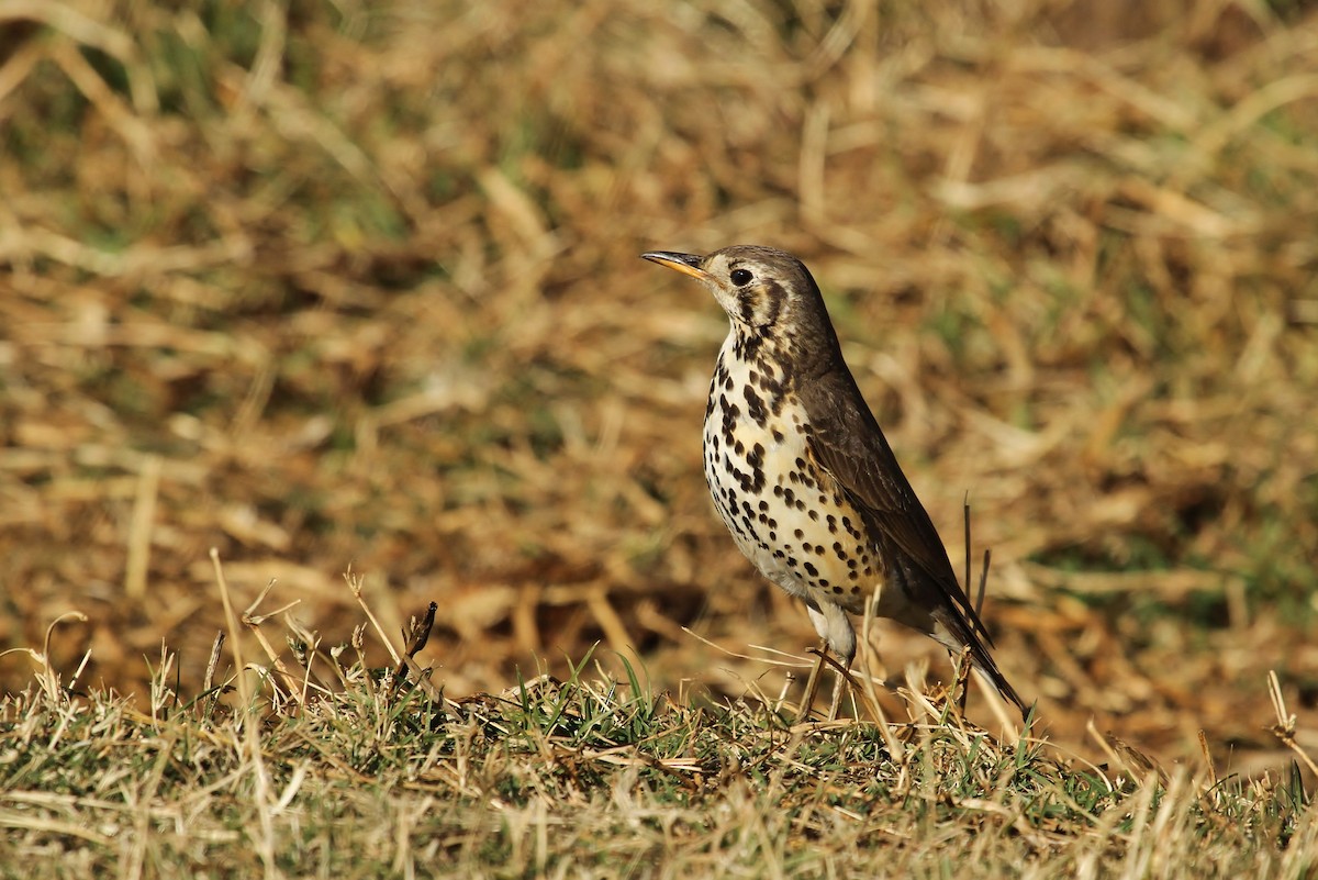 Ethiopian Thrush - ML627481304