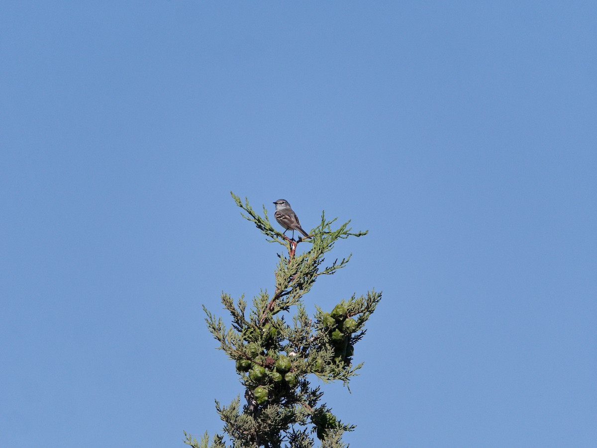 White-crested Tyrannulet - ML627481310