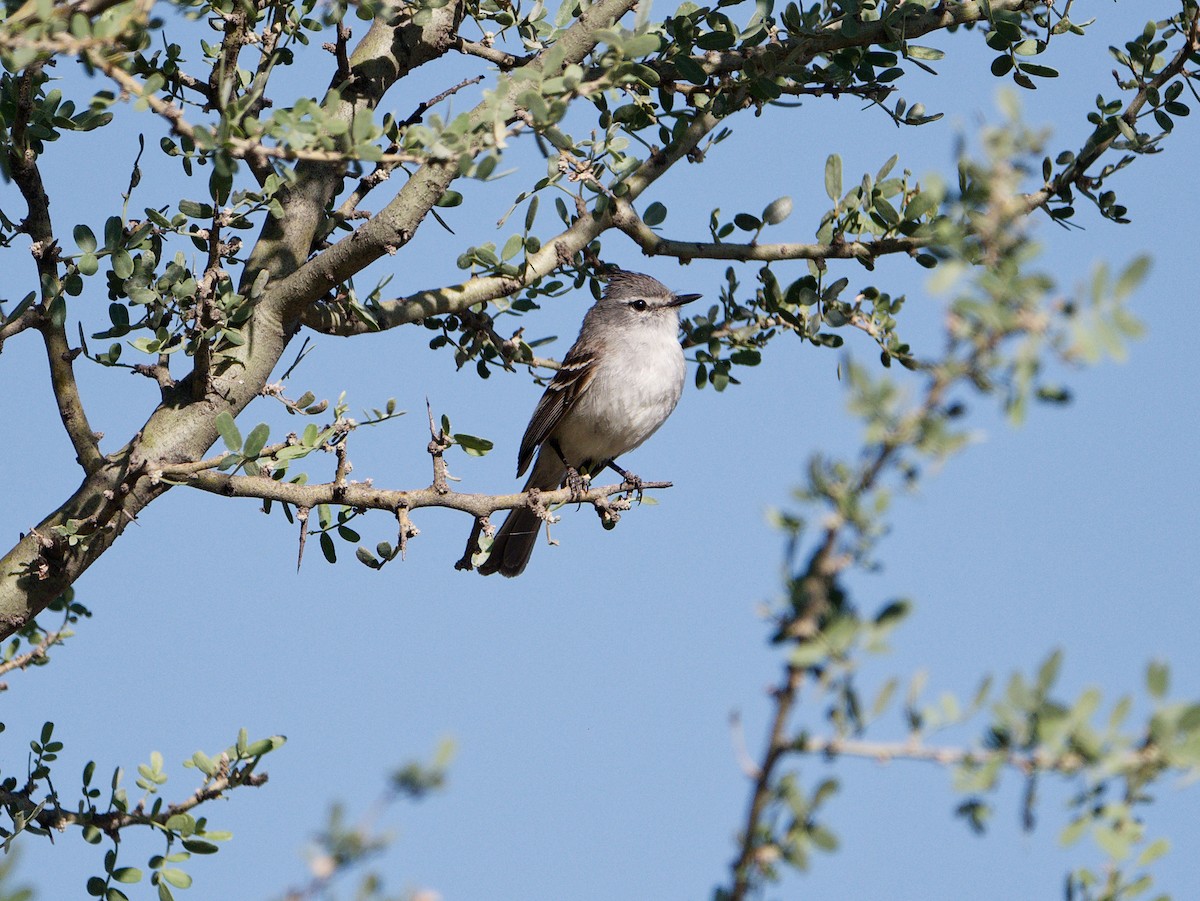 White-crested Tyrannulet - ML627481314