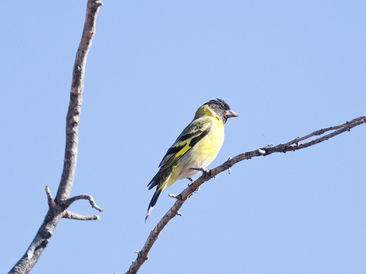 Hooded Siskin - ML627481332