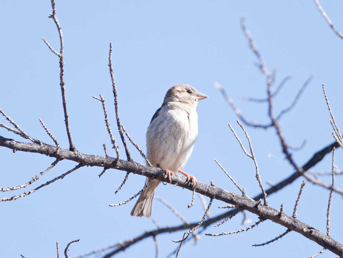 Hooded Siskin - ML627481333