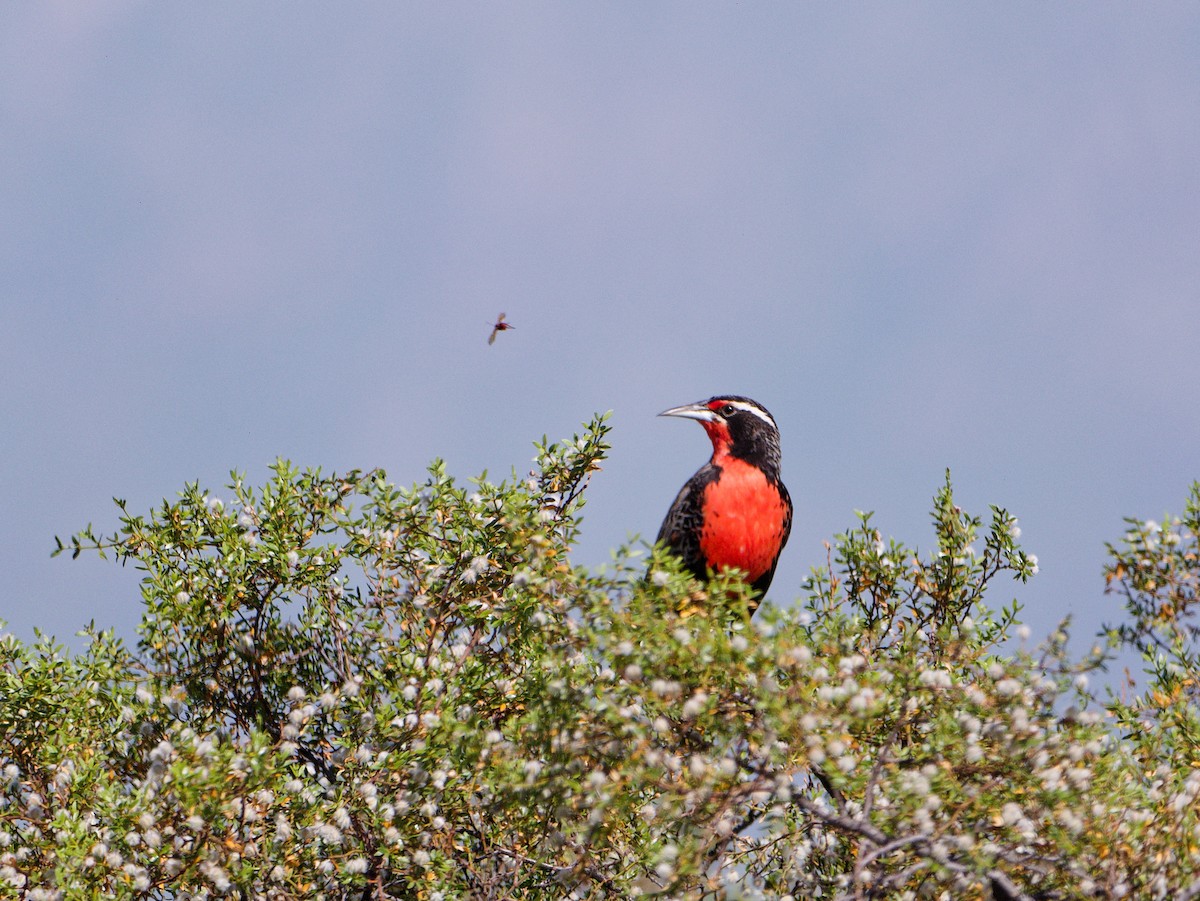 Long-tailed Meadowlark - ML627481342