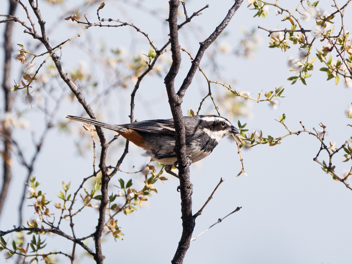 Ringed Warbling Finch - ML627481346