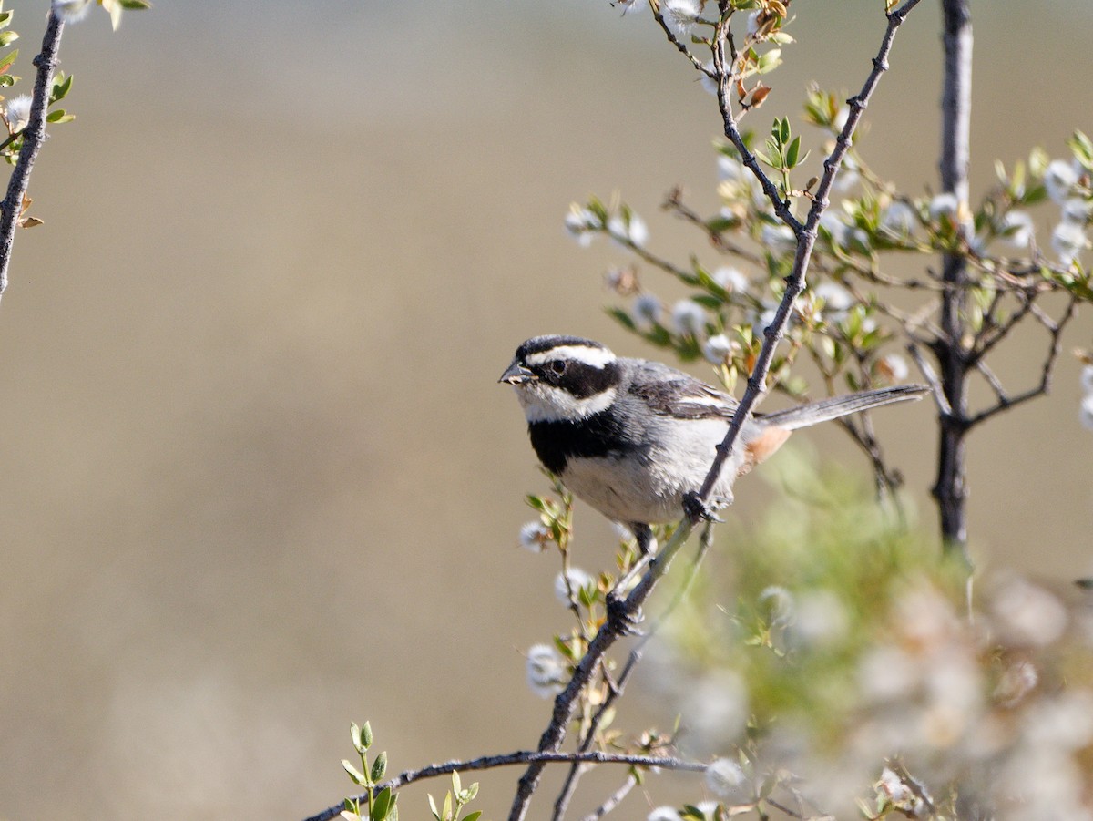 Ringed Warbling Finch - ML627481347