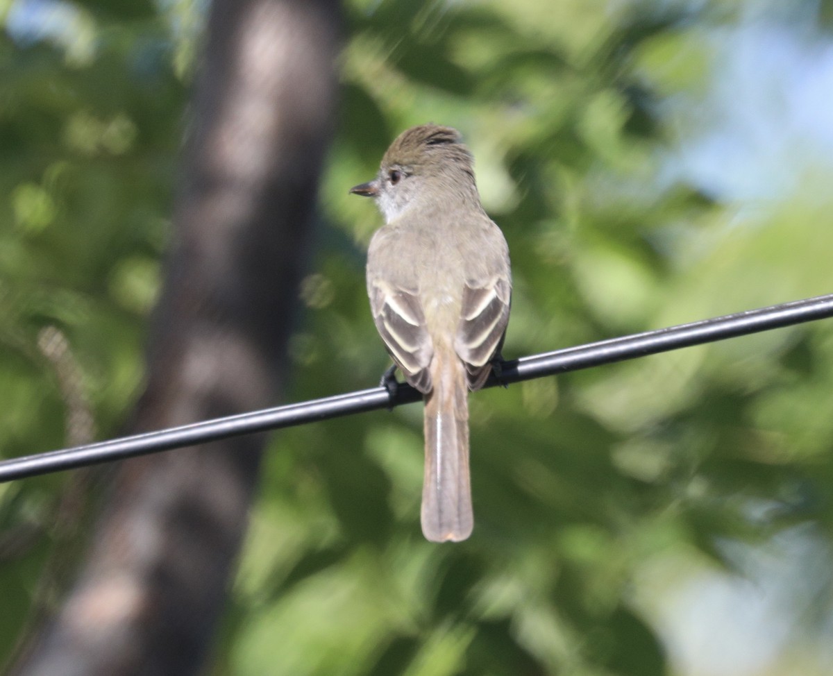 Grenada Flycatcher - ML627481349