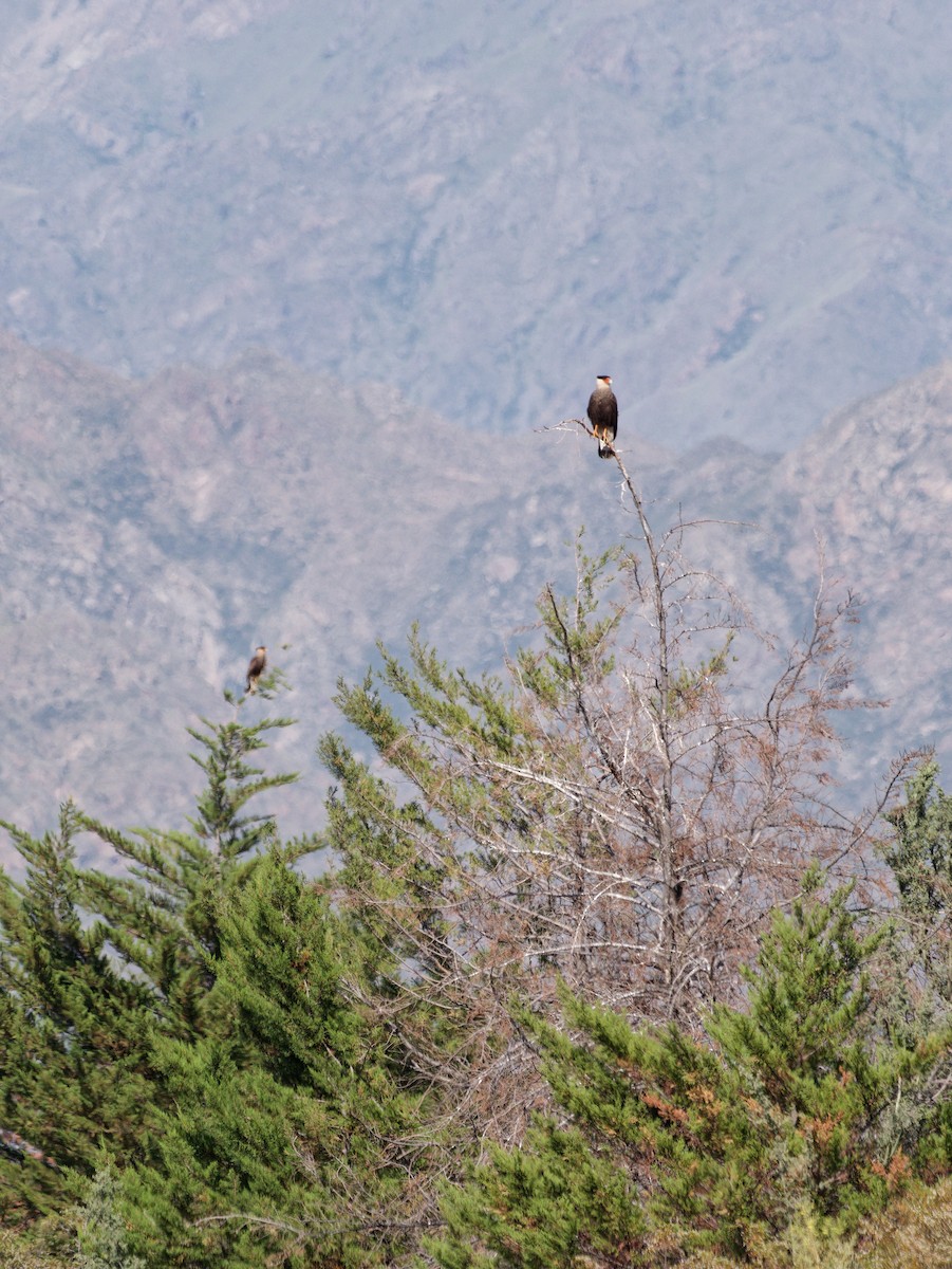 Crested Caracara - ML627481356