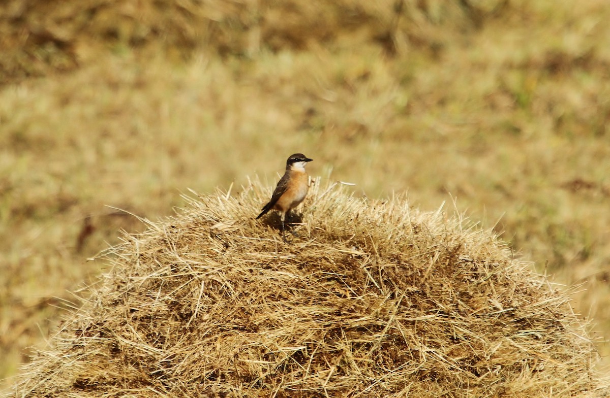 Rusty-breasted Wheatear - ML627481362