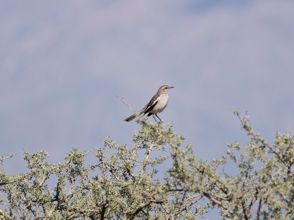 White-banded Mockingbird - ML627481364