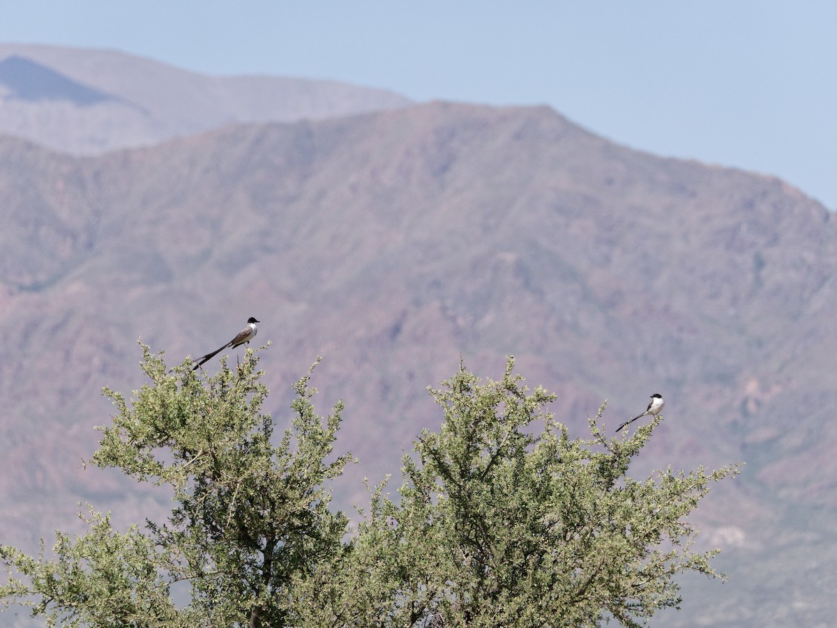 Fork-tailed Flycatcher - ML627481371