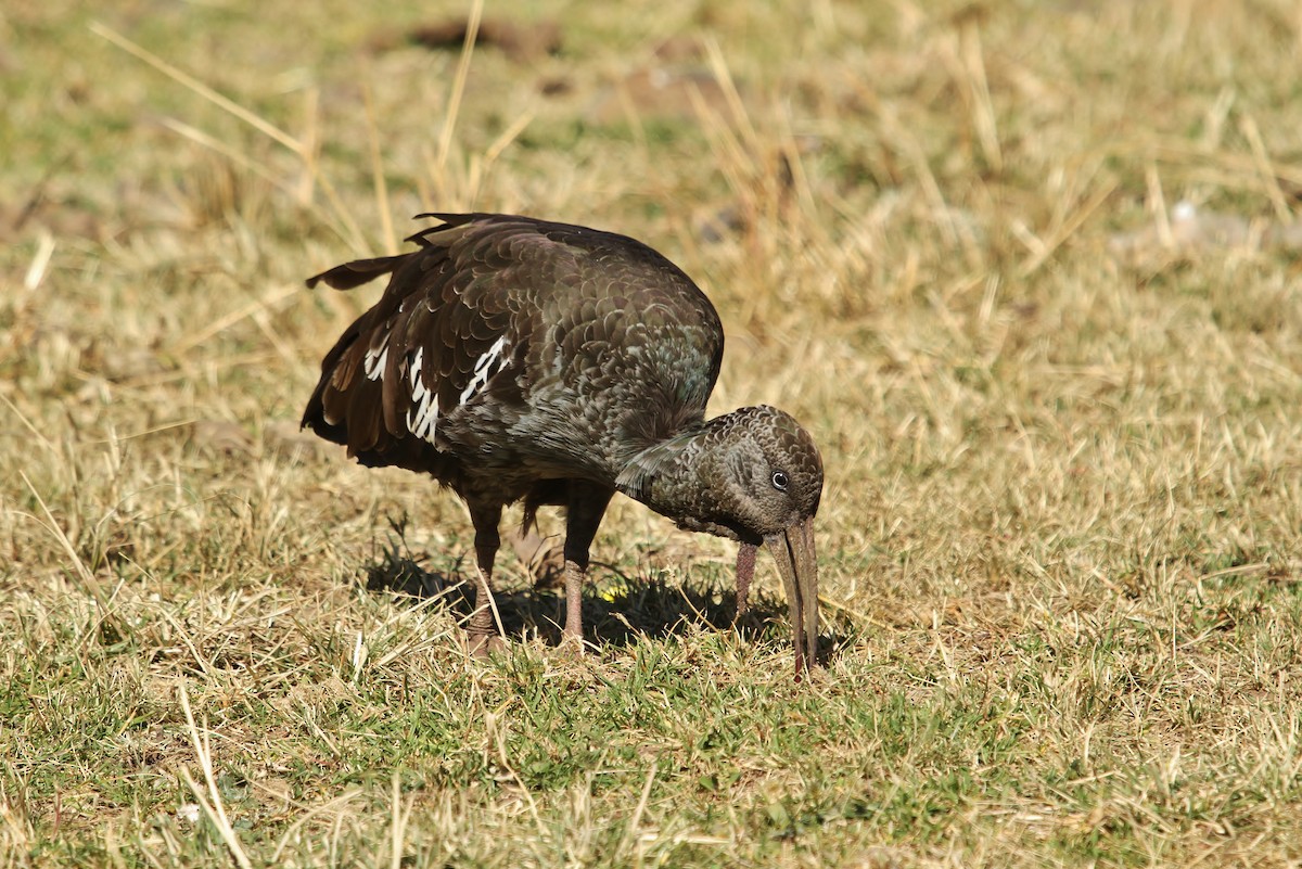 Wattled Ibis - ML627481375