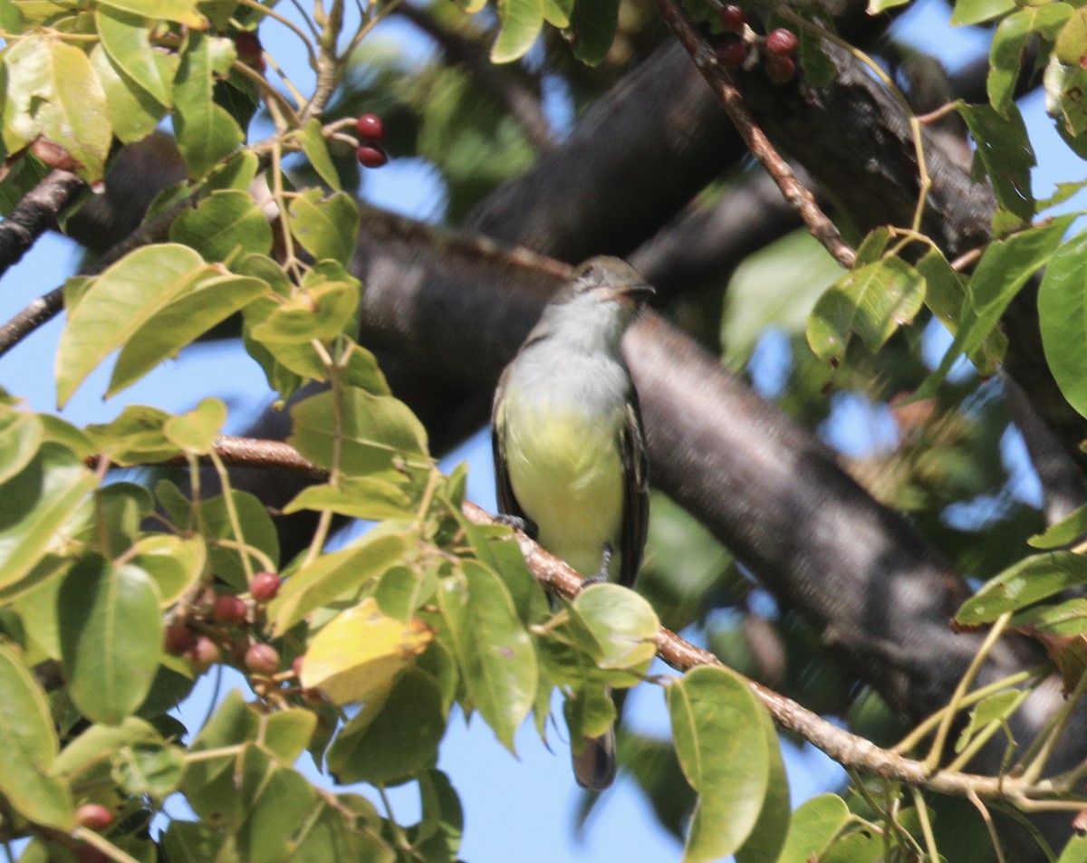 Grenada Flycatcher - ML627481389