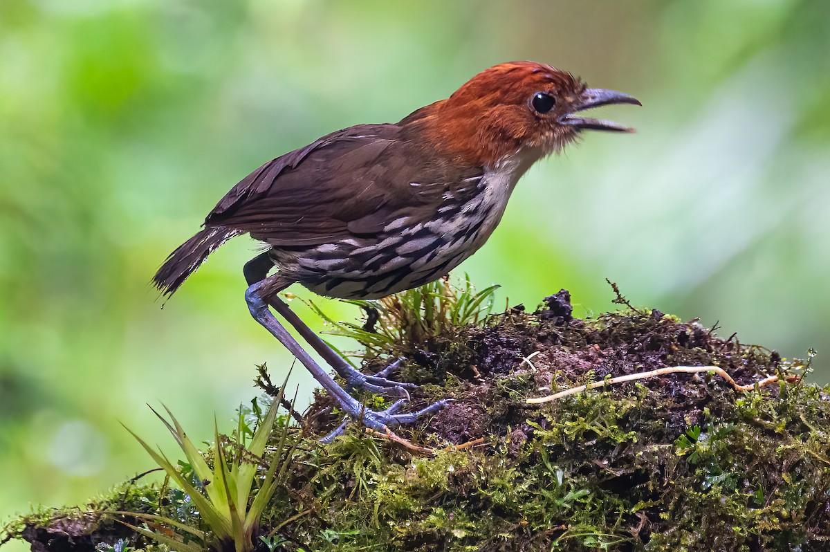 クリガシラジアリドリ - ML627481430