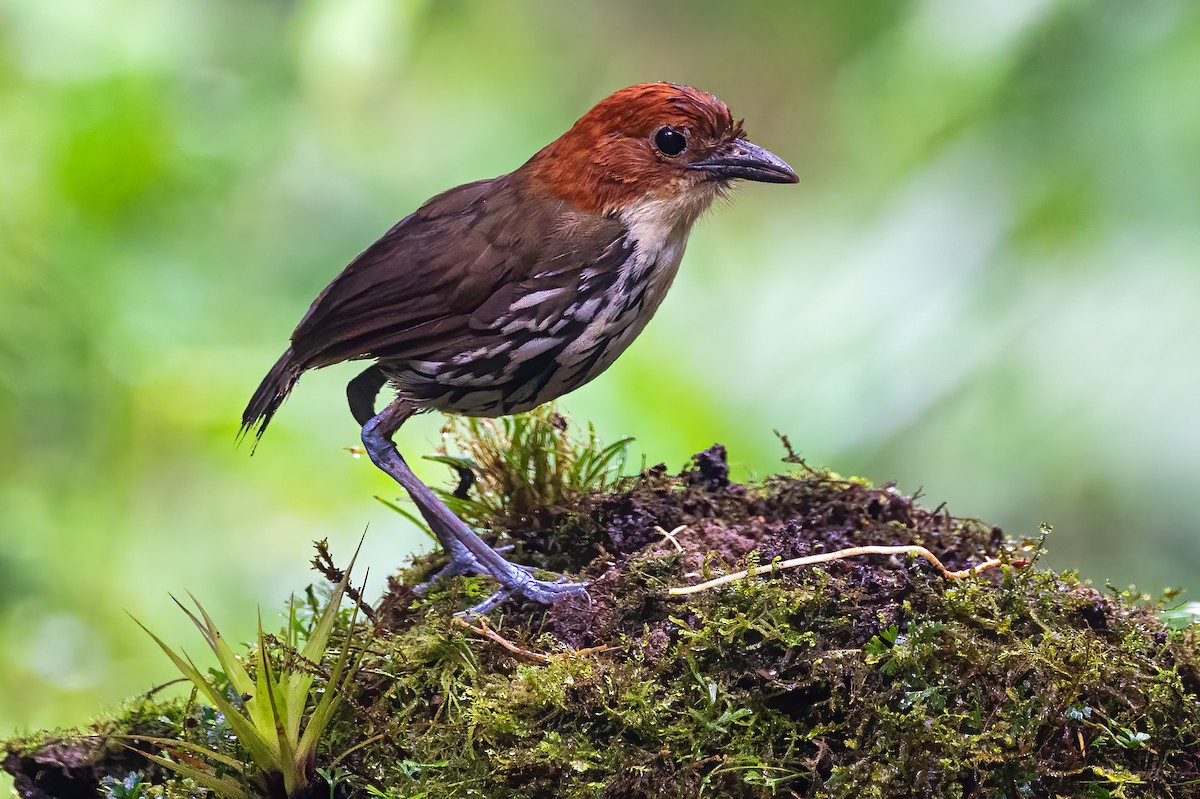 クリガシラジアリドリ - ML627481431