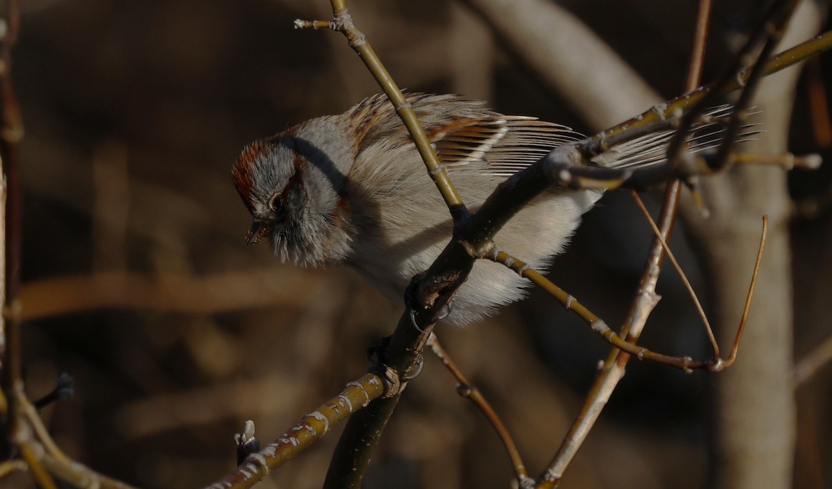 American Tree Sparrow - ML627481457
