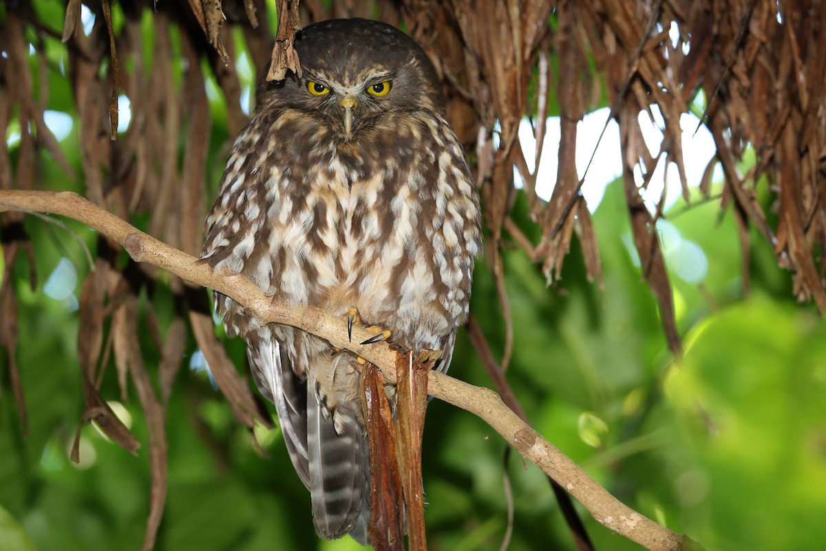 Morepork - ML627481487