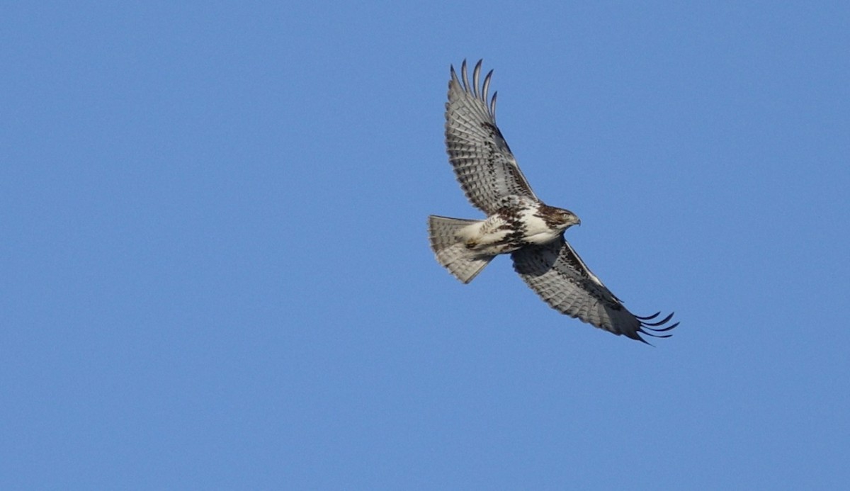 Red-tailed Hawk - ML627481550