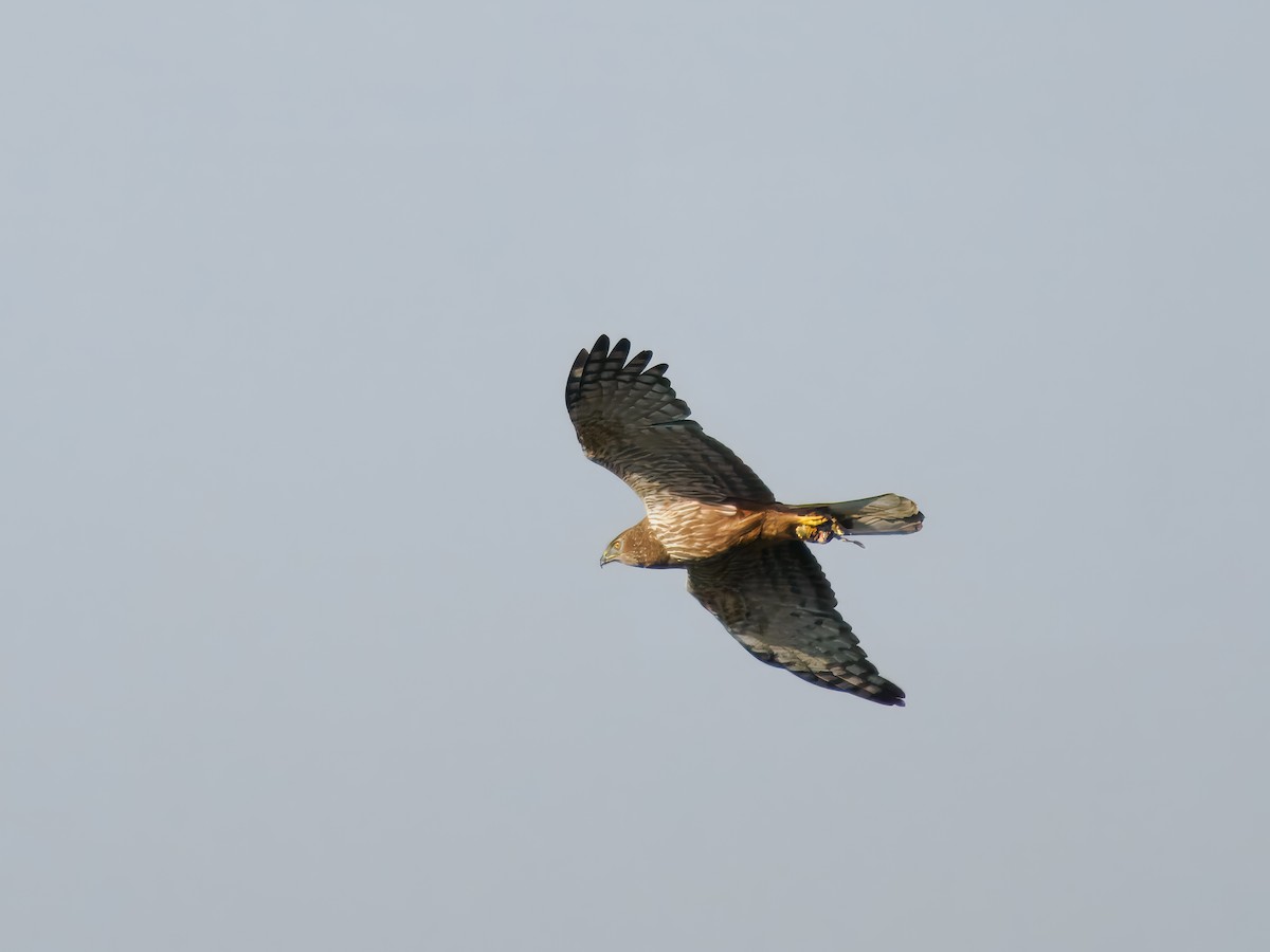 African Marsh Harrier - ML627481661