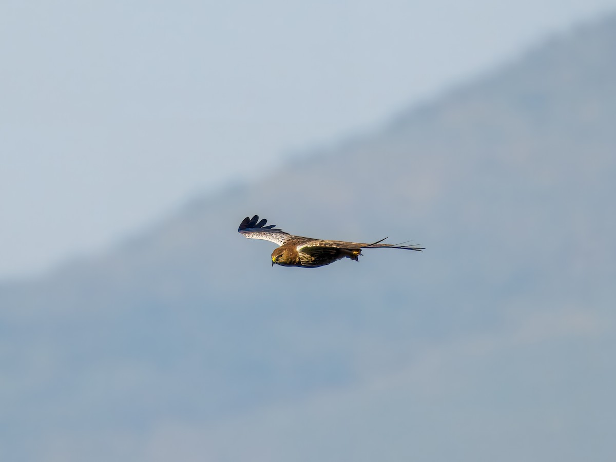 African Marsh Harrier - ML627481662