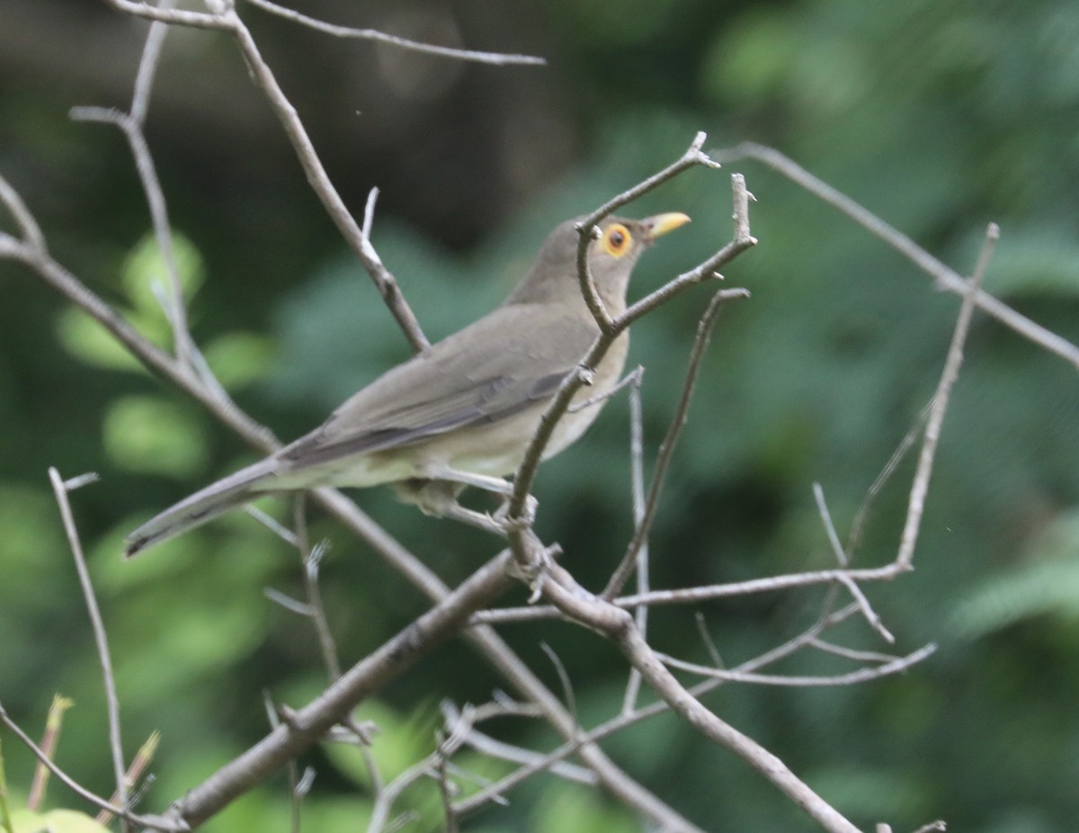 Spectacled Thrush - ML627481723